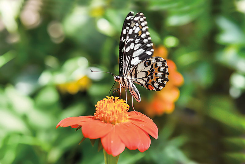 Amura, Camboya, Cambodia, Banteay Srey Butterfly Centre (BBC) is a sanctuary for hundreds of butterfly species. 