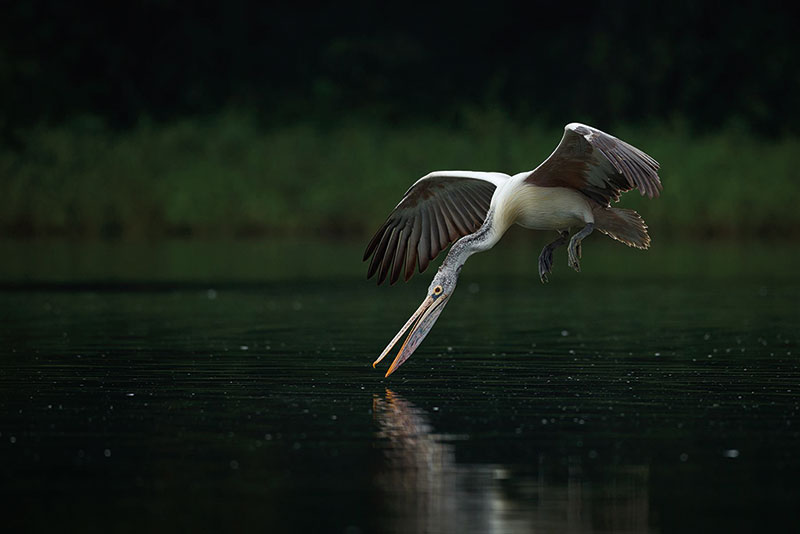 Amura, Camboya, Cambodia, In the Prek Toal area you can find a floating village and a bird sanctuary that protects species endemic to the region. 