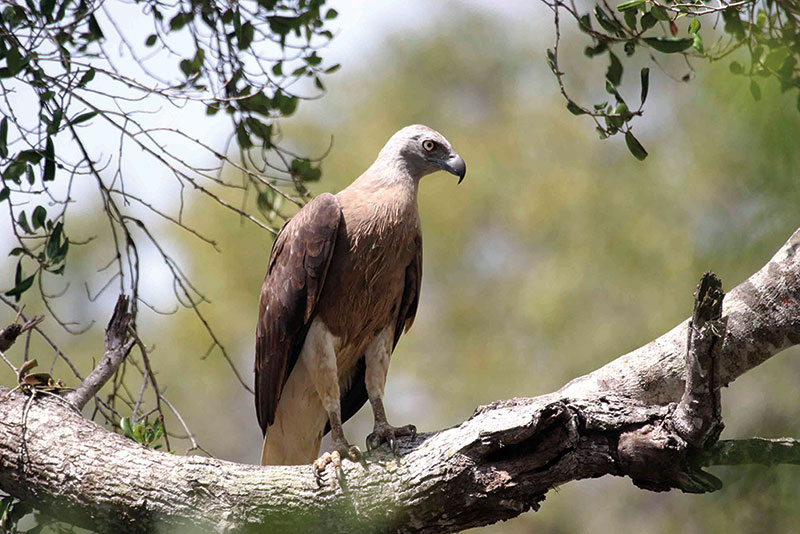 Amura, Camboya, Cambodia, En el área de Prek Toal se encuentra una villa flotante y un santuario de aves que alberga especies endémicas de la región. 