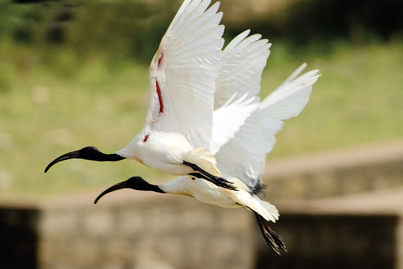 Amura, Camboya, Cambodia, In the Prek Toal area you can find a floating village and a bird sanctuary that protects species endemic to the region.