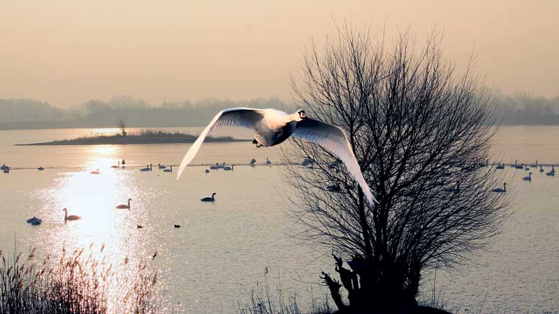 Amura,Dinamarca,Denmark,El Cisne,El ave que se vuelve símbolo, 