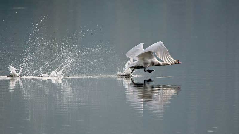 Amura,Dinamarca,Denmark,El Cisne,El ave que se vuelve símbolo, 