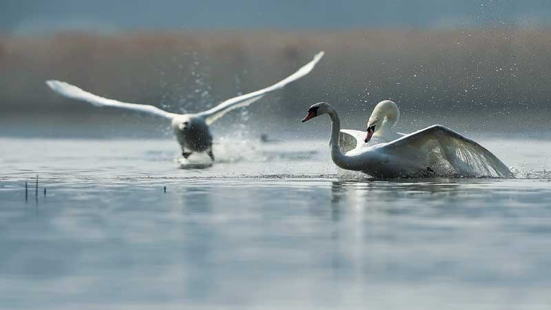 Amura,Dinamarca,Denmark,El Cisne,El ave que se vuelve símbolo, 