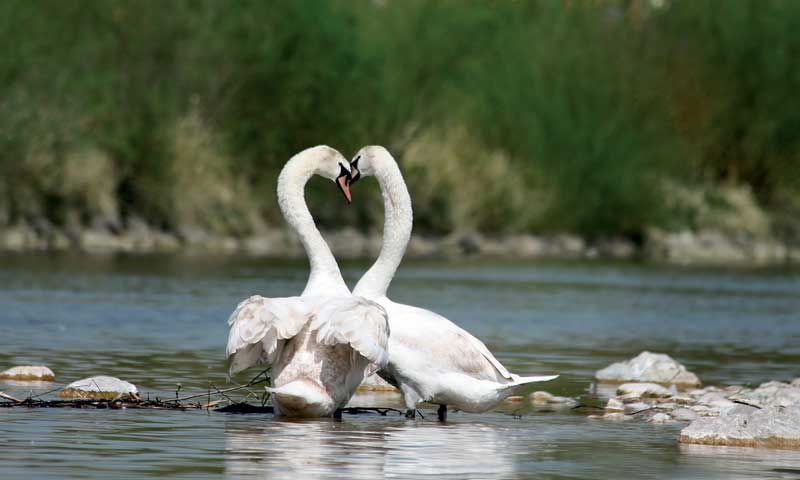 Amura,Dinamarca,Denmark,El Cisne,El ave que se vuelve símbolo, 