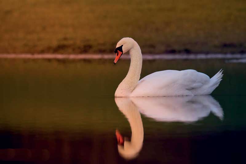 Amura,Dinamarca,Denmark,El Cisne,El ave que se vuelve símbolo, 