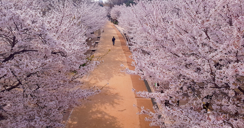 Amura,Corea del Sur,South Korea,Seúl,Busan,Isla Jeju,Villa de Bukchon Hanok,  A Corea del Sur también se le conoce como la Tierra de la Calma Matutina.