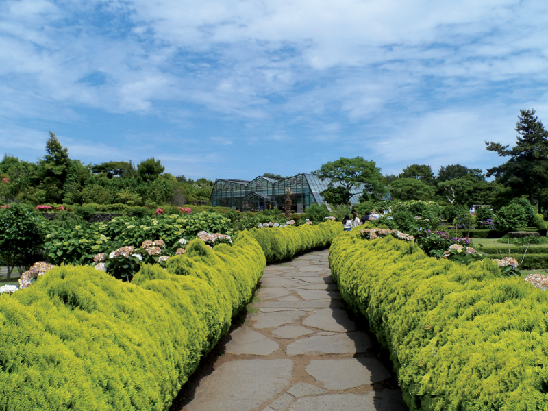 Amura,Corea del Sur,South Korea,Seúl,Busan,Isla Jeju,Villa de Bukchon Hanok, Camellia Hill alberga 6,000 árboles de camelia de 500 especies diferentes.