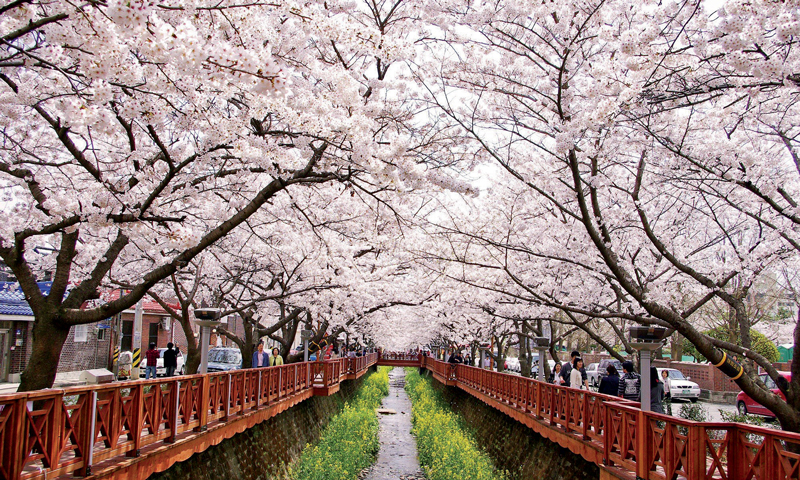 Amura,Corea del Sur,South Korea,Seúl,Busan,Isla Jeju,Villa de Bukchon Hanok, The cherry trees bloom in spring.