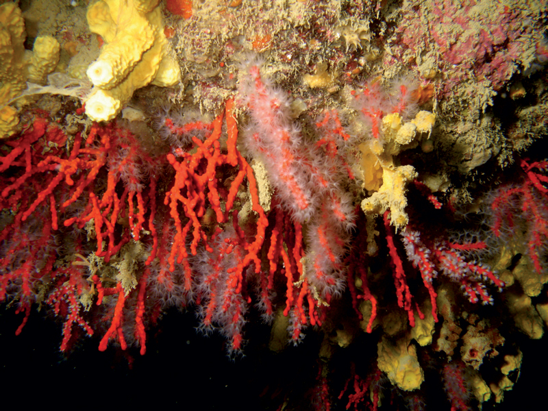 Amura,Corea del Sur,South Korea,Seoul,Seúl,Parque nacional Dadohaehaesang,isla de Heuksando,isla de Hongdo,isla Baekdo, 