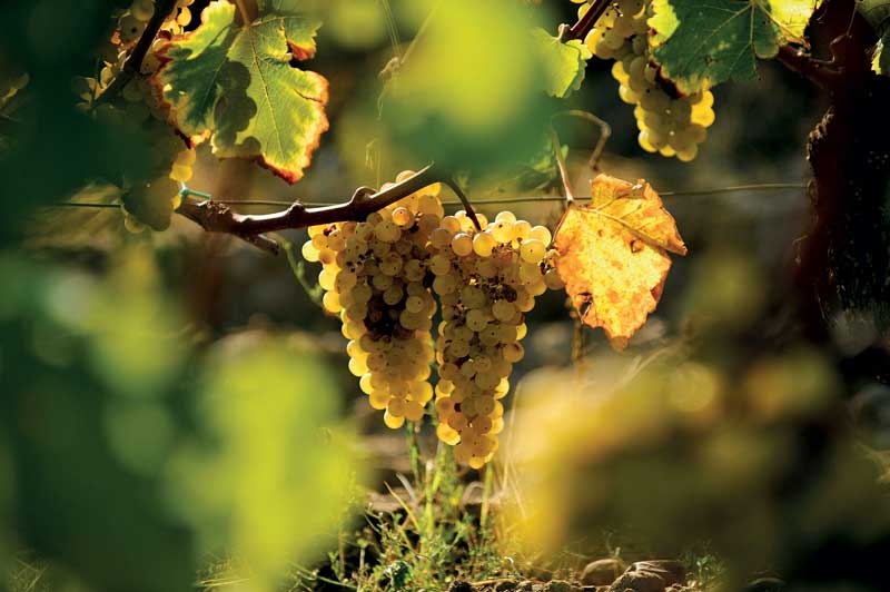 Amura,Región del vino,Ruta del vino,Francia,El arte de crear vino Francés, 