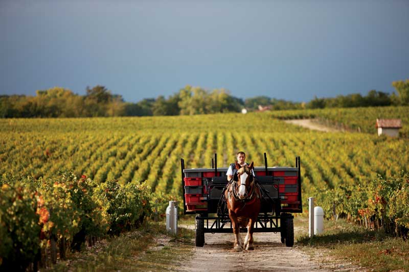 Amura,Región del vino,Ruta del vino,Francia,El arte de crear vino Francés, 