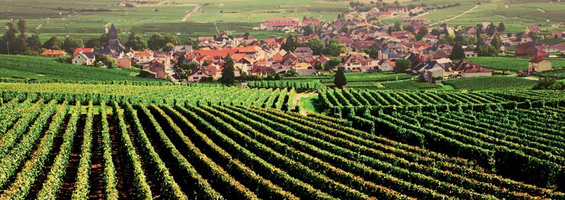 Amura,Región del vino,Ruta del vino,Francia,El arte de crear vino Francés,Las Regiones del vino, 