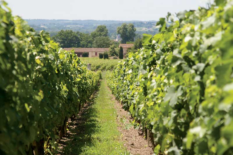 Amura,Región del vino,Ruta del vino,Francia,El arte de crear vino Francés,Las Regiones del vino, 