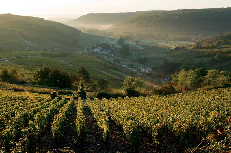 Amura,Región del vino,Ruta del vino,Francia,El arte de crear vino Francés,Las Regiones del vino, 