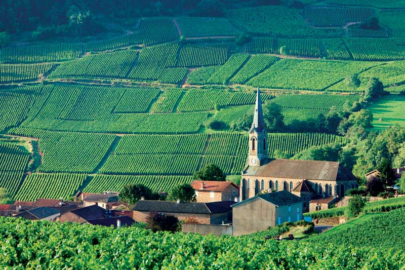 Amura,Región del vino,Ruta del vino,Francia,El arte de crear vino Francés,Las Regiones del vino, 