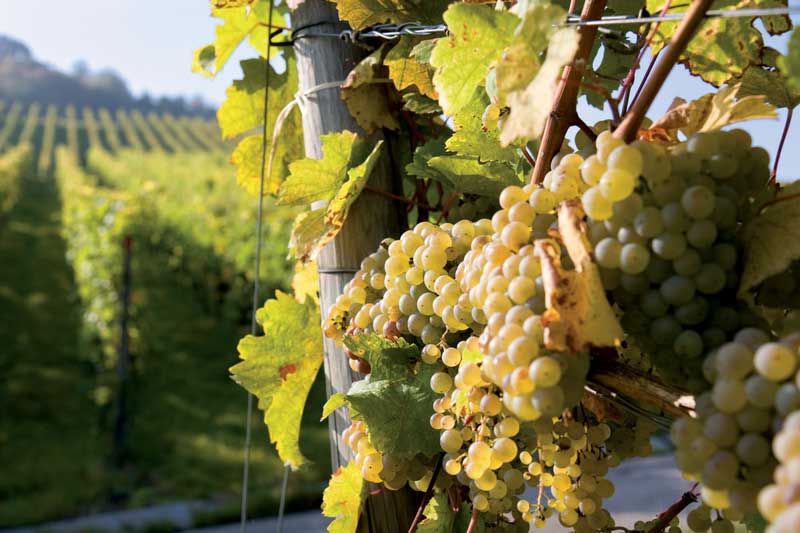 Amura,Región del vino,Ruta del vino,Francia,El arte de crear vino Francés,Las Regiones del vino, 