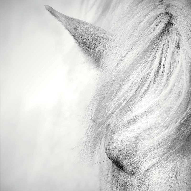 Amura,Región del vino,Ruta del vino,Francia,Camargue Horse, 