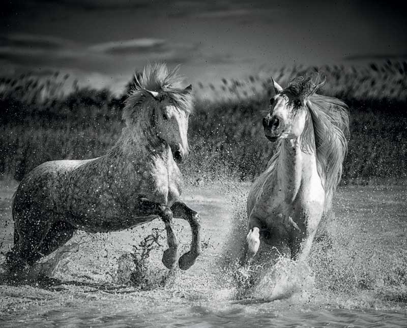 Amura,Región del vino,Ruta del vino,Francia,Camargue Horse, 