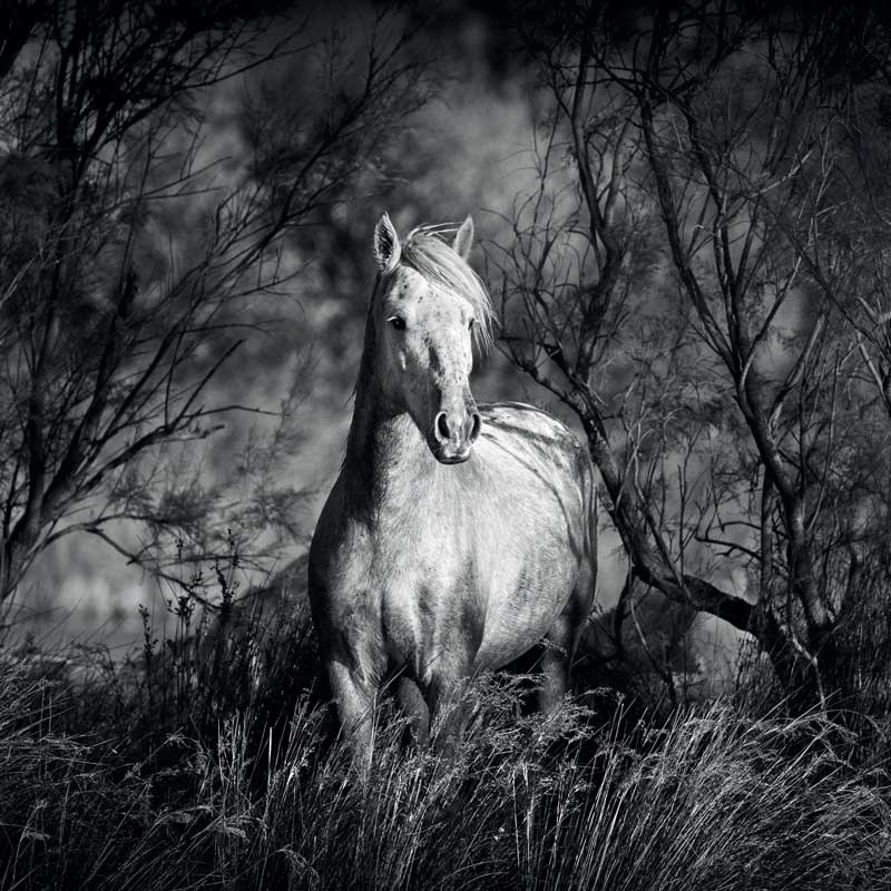 Amura,Región del vino,Ruta del vino,Francia,Camargue Horse, 