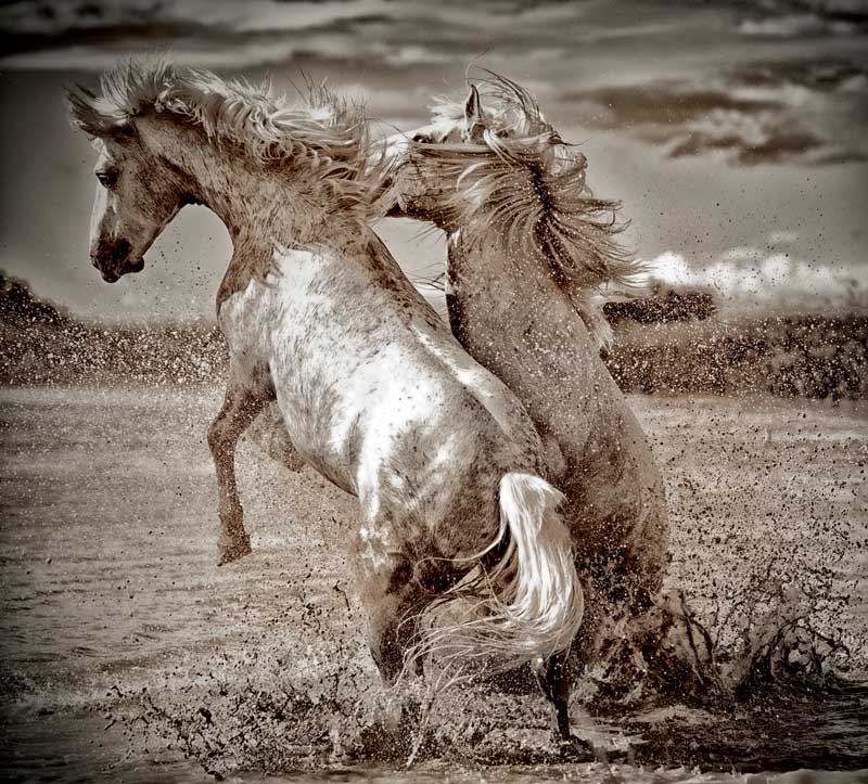 Amura,Región del vino,Ruta del vino,Francia,Camargue Horse, 