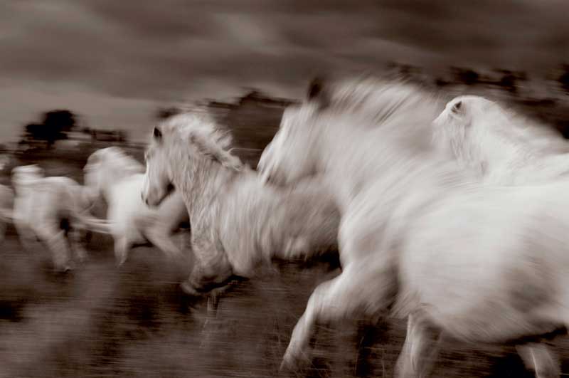 Amura,Región del vino,Ruta del vino,Francia,Camargue Horse, 