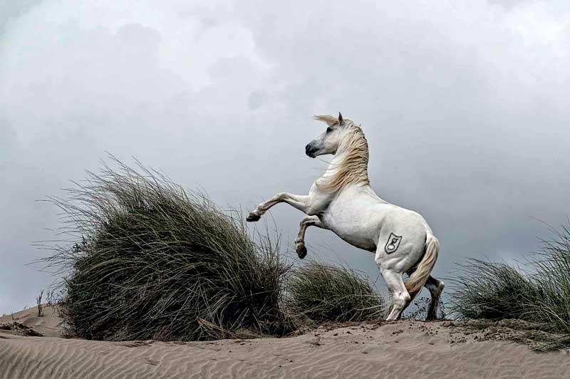 Amura,Región del vino,Ruta del vino,Francia,Camargue Horse, 