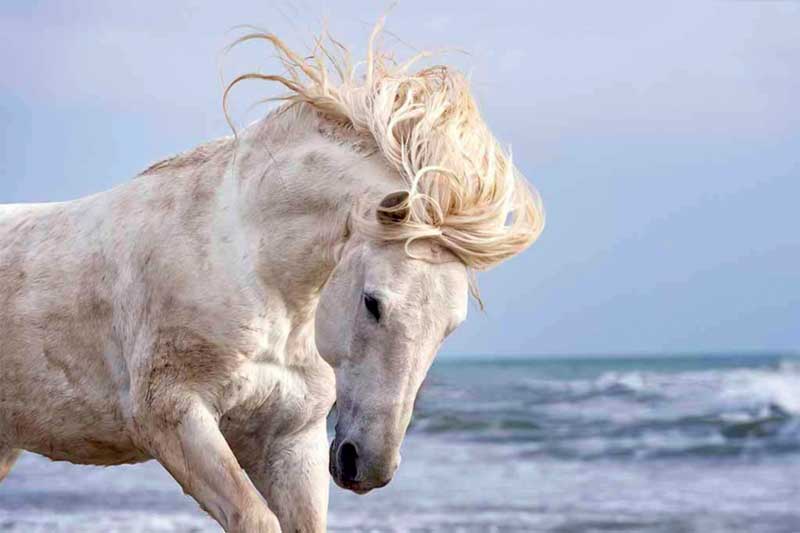 Amura,Región del vino,Ruta del vino,Francia,Camargue Horse, 