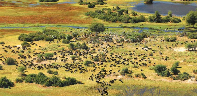 Amura, Botsuana,Botswana,safaris, 