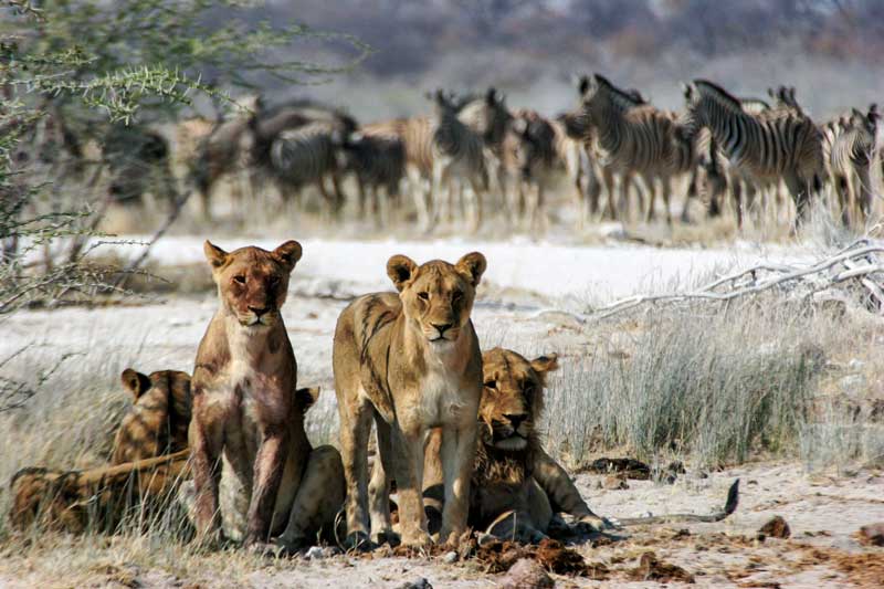 Amura, Botsuana,Botswana,safaris, 