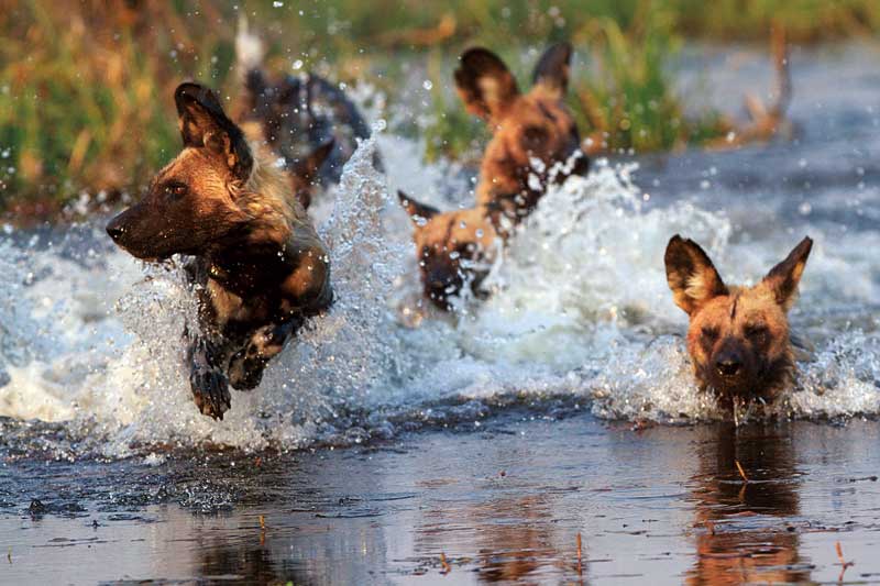 Amura, Botsuana,Botswana,safaris, 