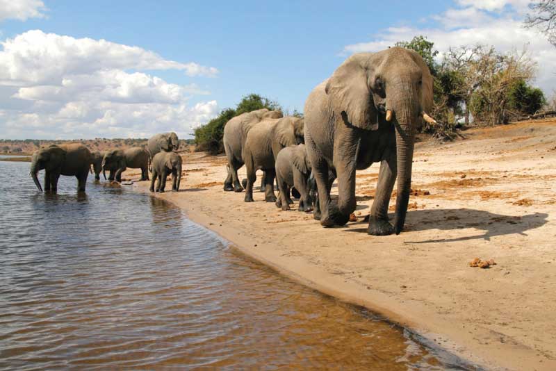 Amura, Botsuana,Botswana,safaris, 
