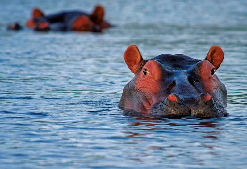 Amura, Botsuana,Botswana,safaris, 