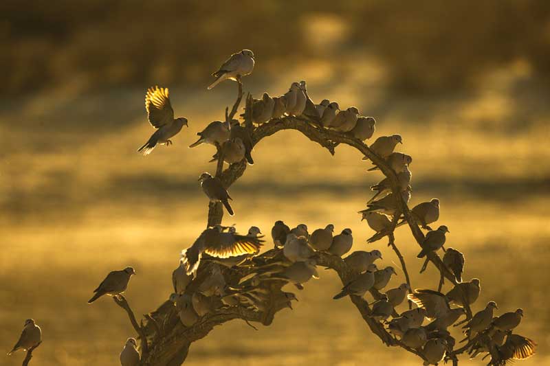 Amura, Botsuana,Botswana,safaris, 