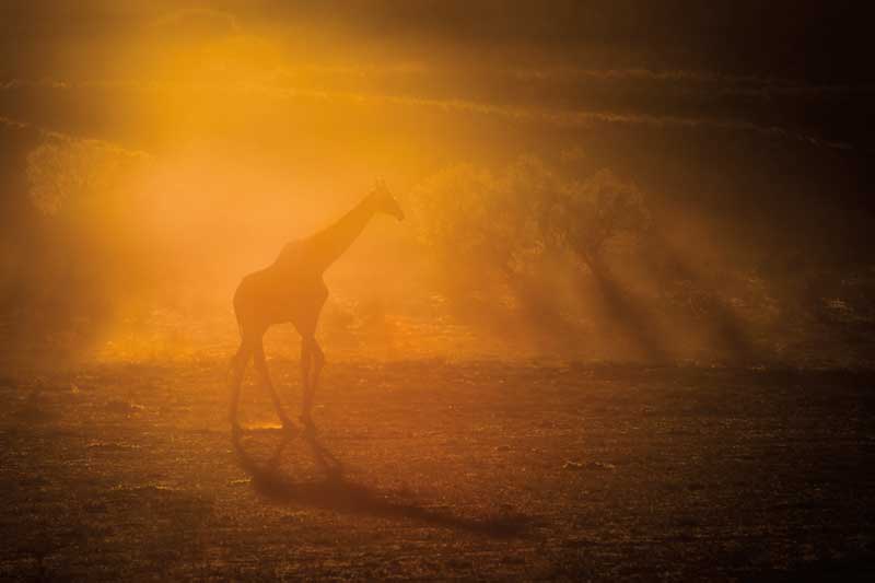 Amura, Botsuana,Botswana,safaris, 