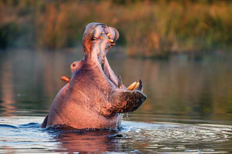 Amura, Botsuana,Botswana,safaris, 