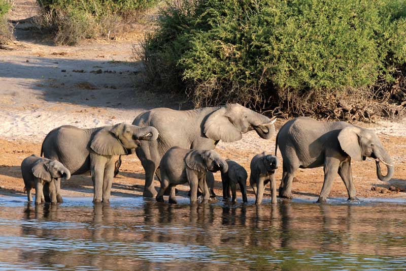 Amura, Botsuana,Botswana,safaris, 