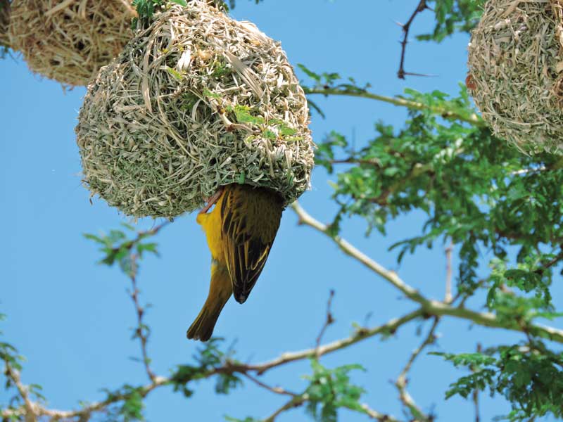 Amura, Botsuana,Botswana,safaris, 