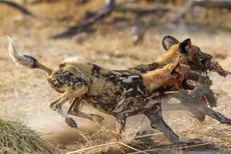 Amura, Botsuana,Botswana,safaris, 