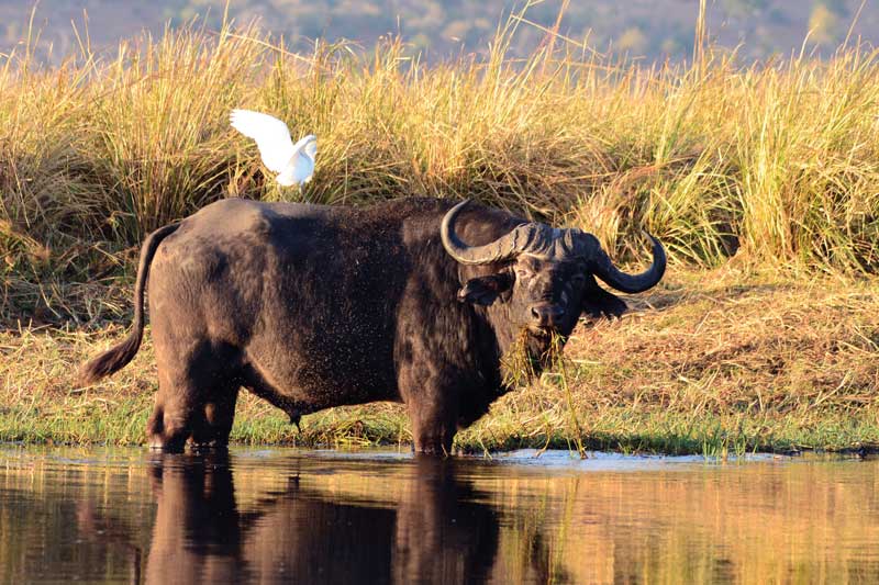 Amura, Botsuana,Botswana,safaris, 