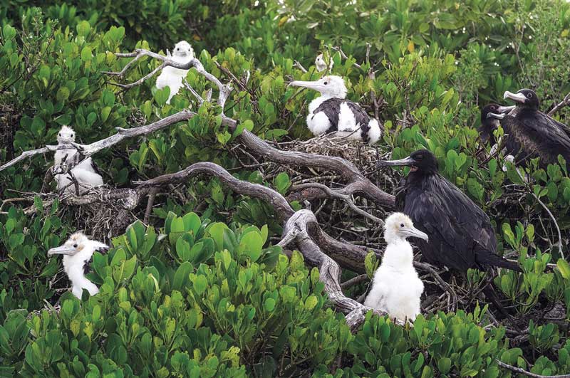 Amura, Botsuana,Botswana,Seychelles Islands, 