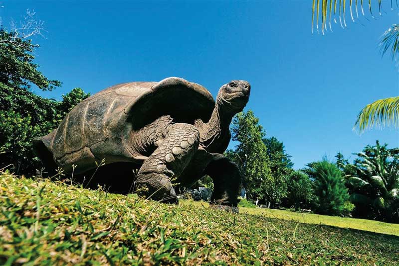 Amura, Botsuana,Botswana,Seychelles Islands, 