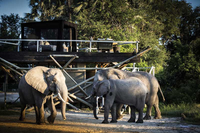 Amura, Botsuana,Botswana,Abu Camp, 