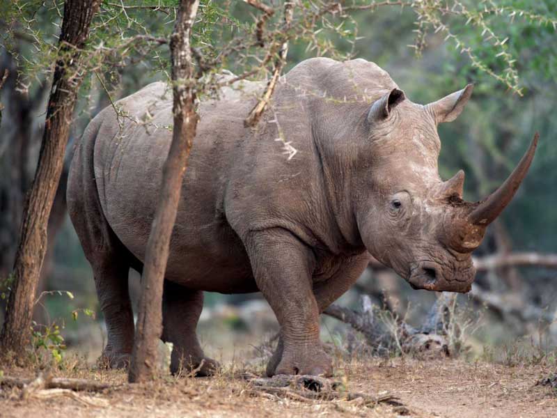 Amura, Botsuana,Botswana,Sabana africana,, 