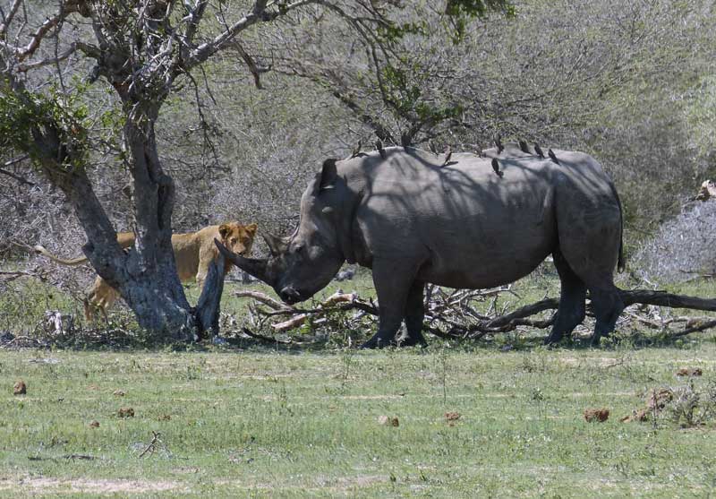 Amura, Botsuana,Botswana,Sabana africana,, 