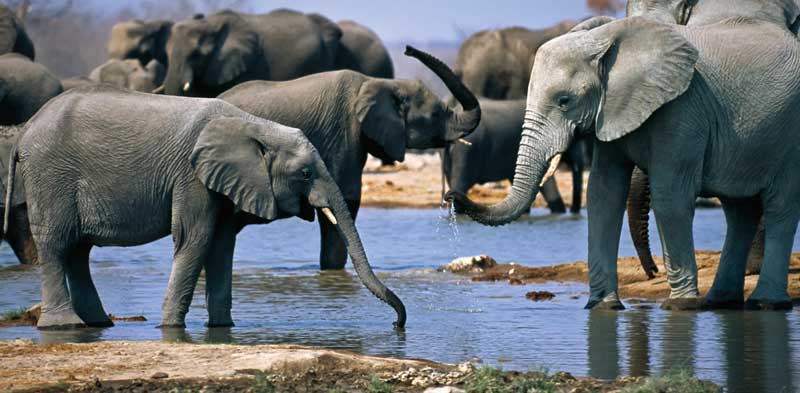 Amura, Botsuana,Botswana,Sabana africana,, 