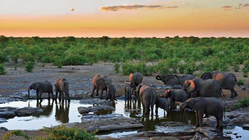 Amura, Botsuana,Botswana,Sabana africana,, 