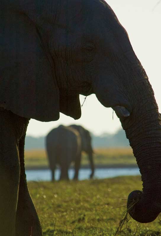 Amura, Botsuana,Botswana,Sabana africana,, 