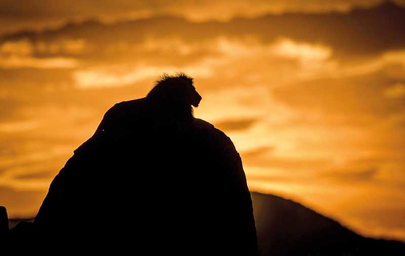 Amura, Botsuana,Botswana,Sabana africana,León Africano, 