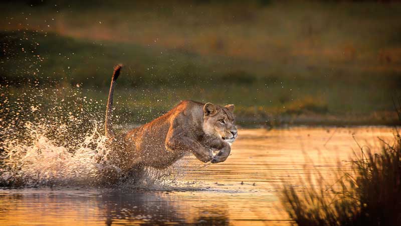 Amura, Botsuana,Botswana,Sabana africana,León Africano, 