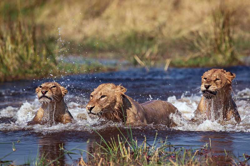 Amura, Botsuana,Botswana,Sabana africana,León Africano, 